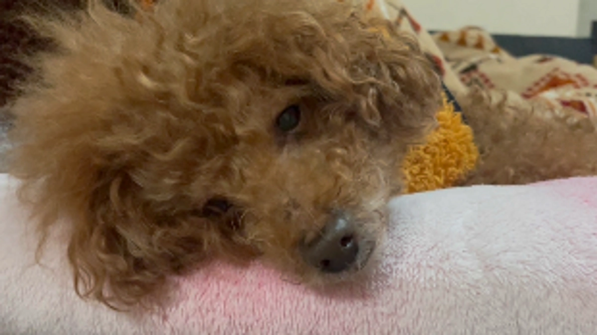 もうすぐ術前検診です