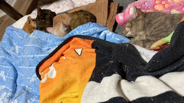 保護猫達の基礎医療及び生活資金へお力添え頂けないでしょうか？