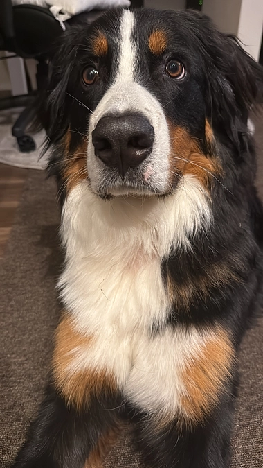 入院前日です🐻