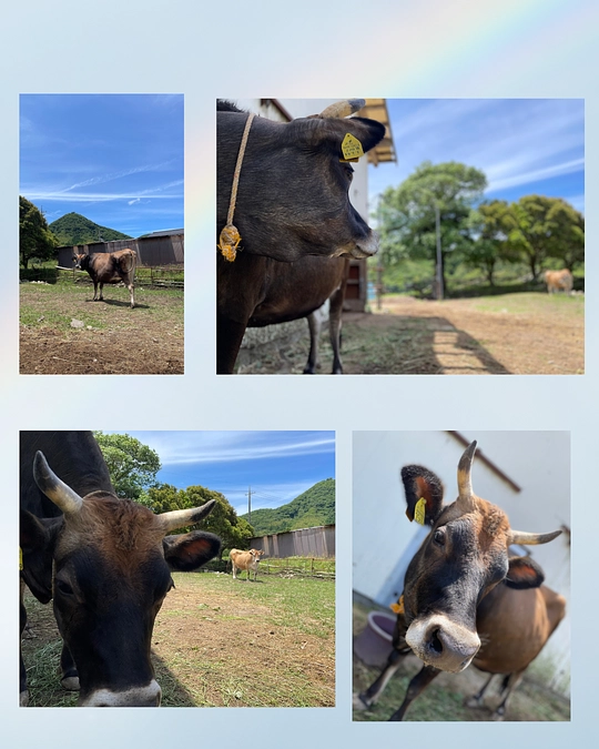 なな🐮来ました‼️