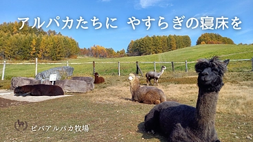 ビバアルパカ牧場｜皆様とアルパカ達の憩いの場を、より快適な環境へ のトップ画像