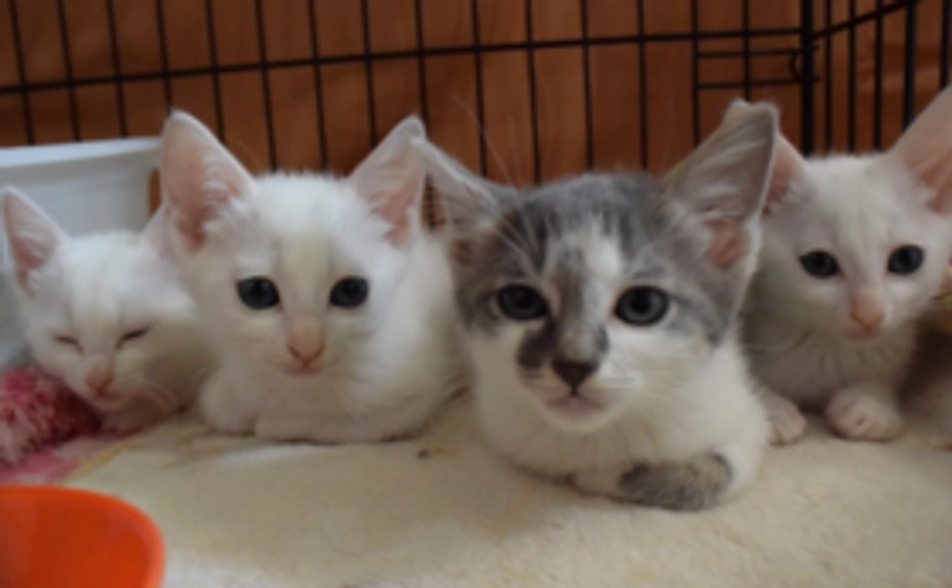 ハーツ活動応援コース