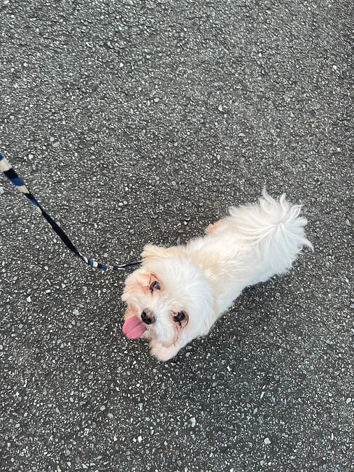 小さなしっぽの保護っ子