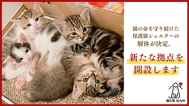 猫の里北九州｜のら猫病院を併設した保護猫シェルター開設にご支援を