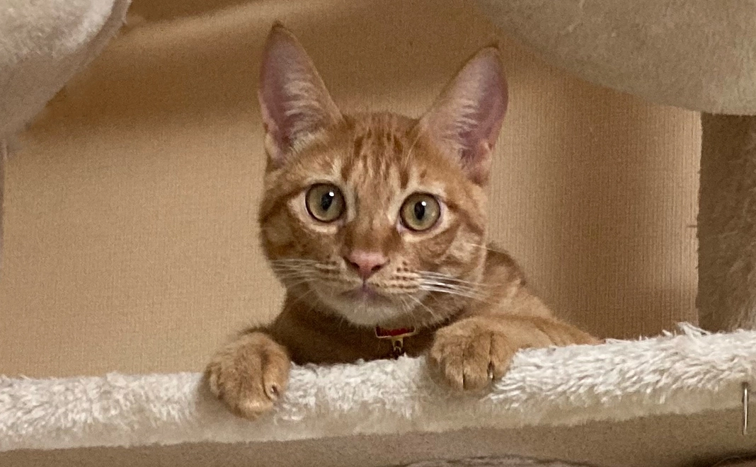 1,000円のご支援　リターン不要の方