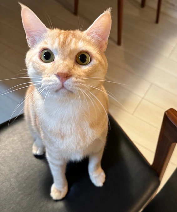 【目標の60%！350万円超えました】猫たちも、猫たちを見守る人たちも心休まる場所を目指して！