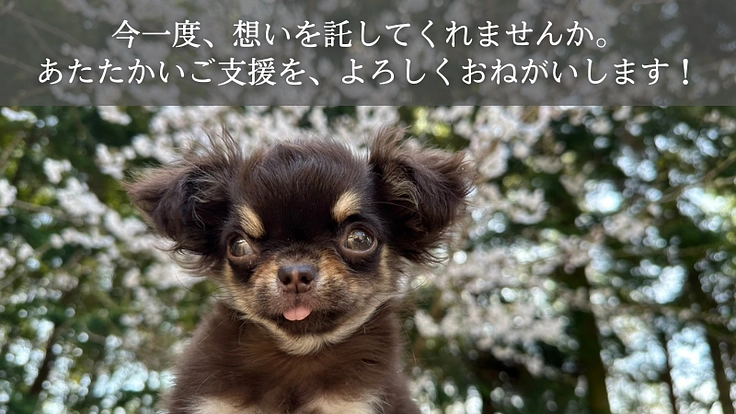 【緊急支援】おっぽの会の悲願「病院近くのシェルター移転」の実現へ! 6枚目