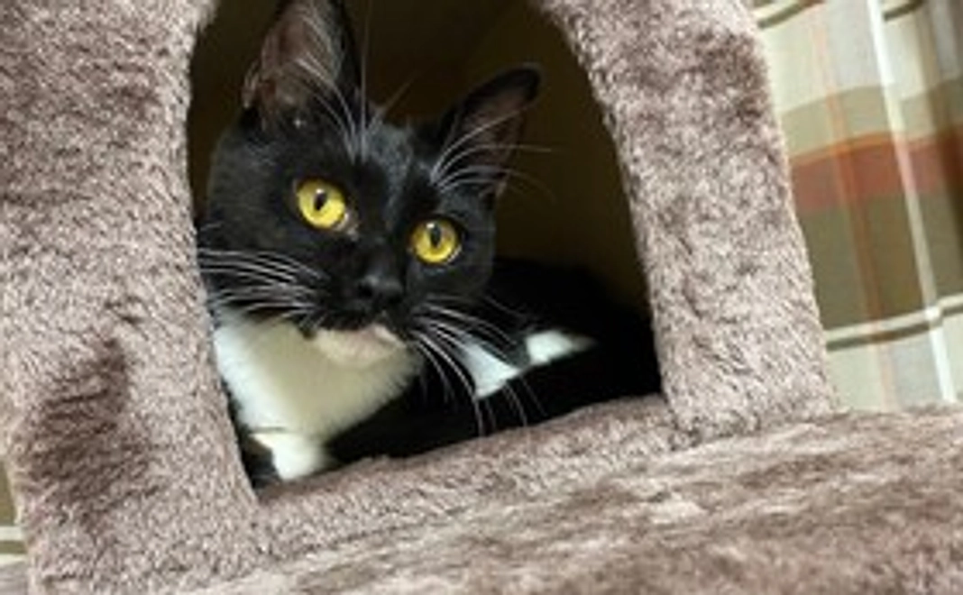 お礼のメッセージ＋画像3点