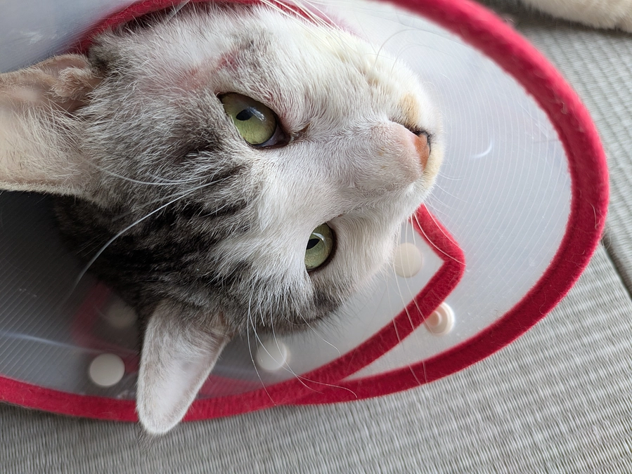 ［ぎんちゃん］明日手術。［もなか君］抜歯延期