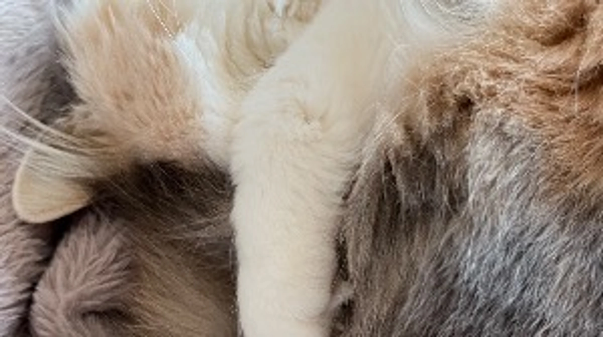 プロジェクトスタートしました！