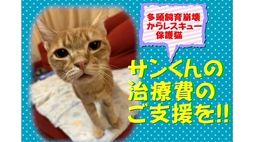 多頭飼育レスキュー猫！腎臓・心臓病と闘うサンくんを応援したい‼︎ のトップ画像