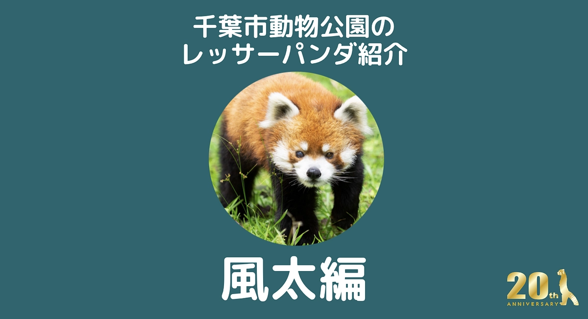 千葉市動物公園のレッサーパンダ紹介！【風太編】