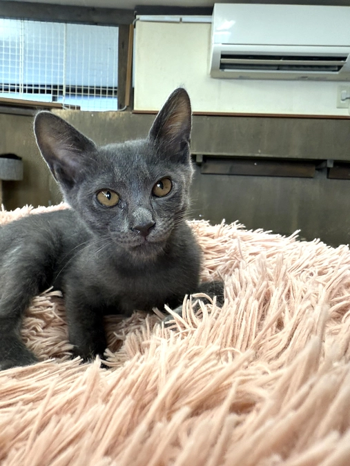 譲渡会を開催しました！