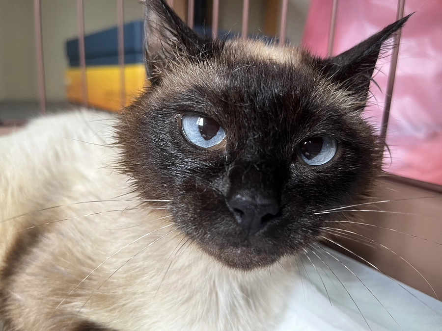 大好物のチュールをたくさん食べて元気です！！