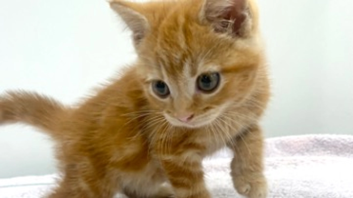 【あと4日！】シェア・拡散のご協力のお願いです！