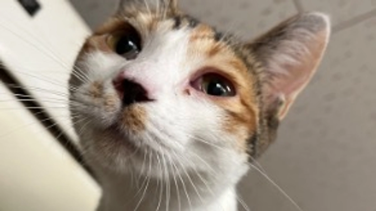 手術が延期になりました。