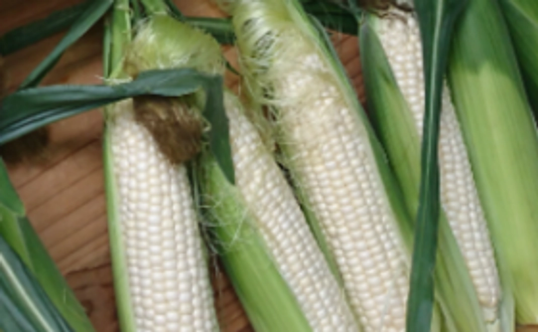 【食べて応援！30人限定】白いとうもろこしピュアホワイト10本コース