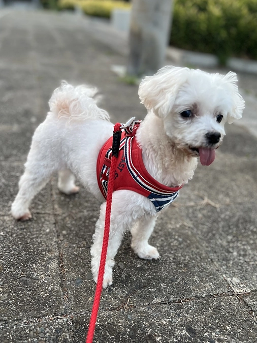 私が手術を決断した理由