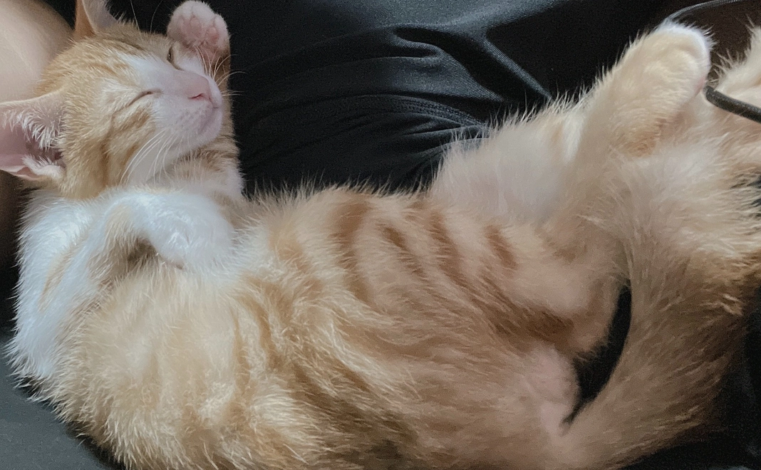 ぷちの写真付き感謝メール①