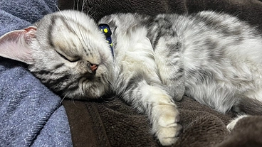 【ロイくんを助けてください】生後8ヶ月でFIP治療中 のトップ画像