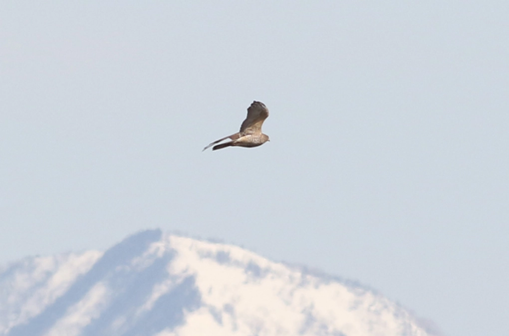 【最終日です！本日23時まで！】ご協力に感謝いたします。