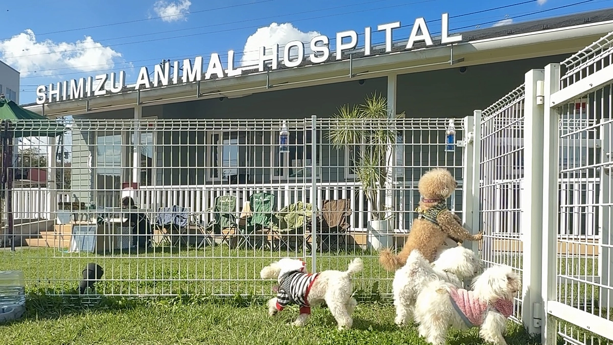 11/3 譲渡会無事終了いたしました。