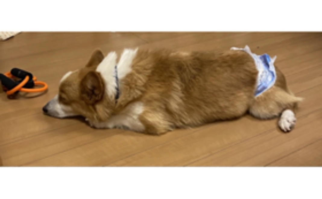 チェスターを助けてください②