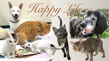 マザールーフが作った保護猫・犬にも優しい病院。更なる充実にご支援を のトップ画像