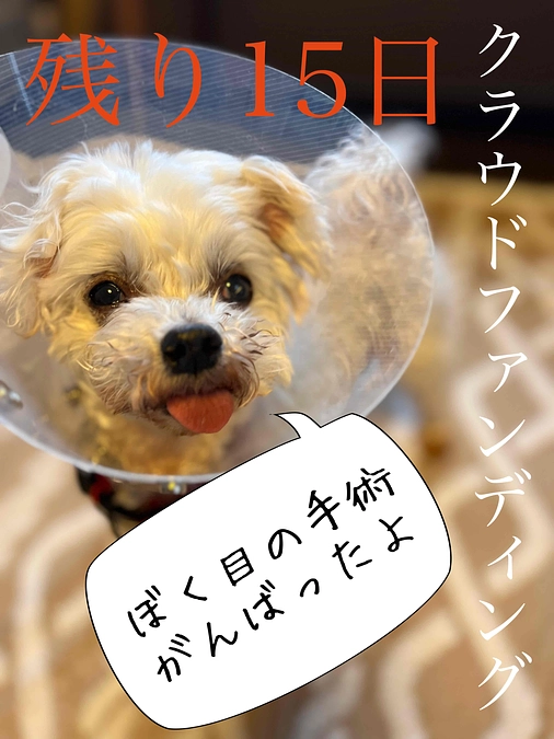 残り日数が15日となりました！