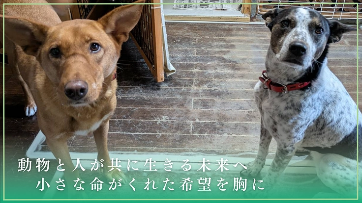 動物が安心できる世界へ。行き場を失った130頭の保護犬猫に医療費を 6枚目