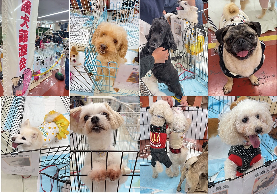 譲渡会お越しいただきありがとうございました。