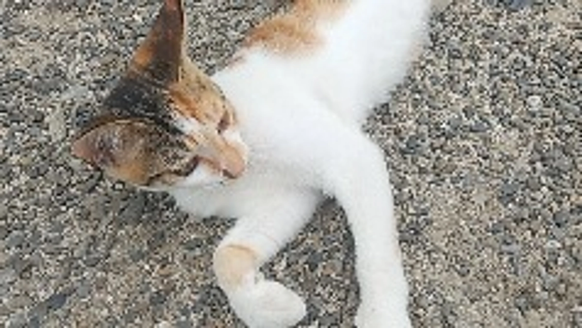 ネクストゴールチャレンジ中です。