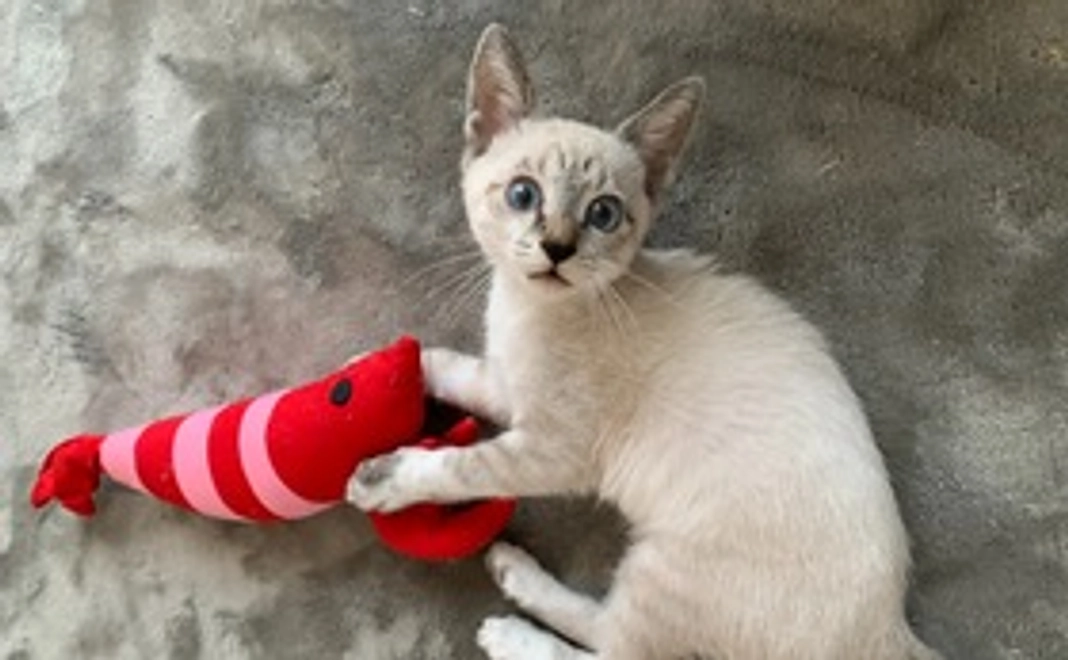 応援よろしくお願い致します！