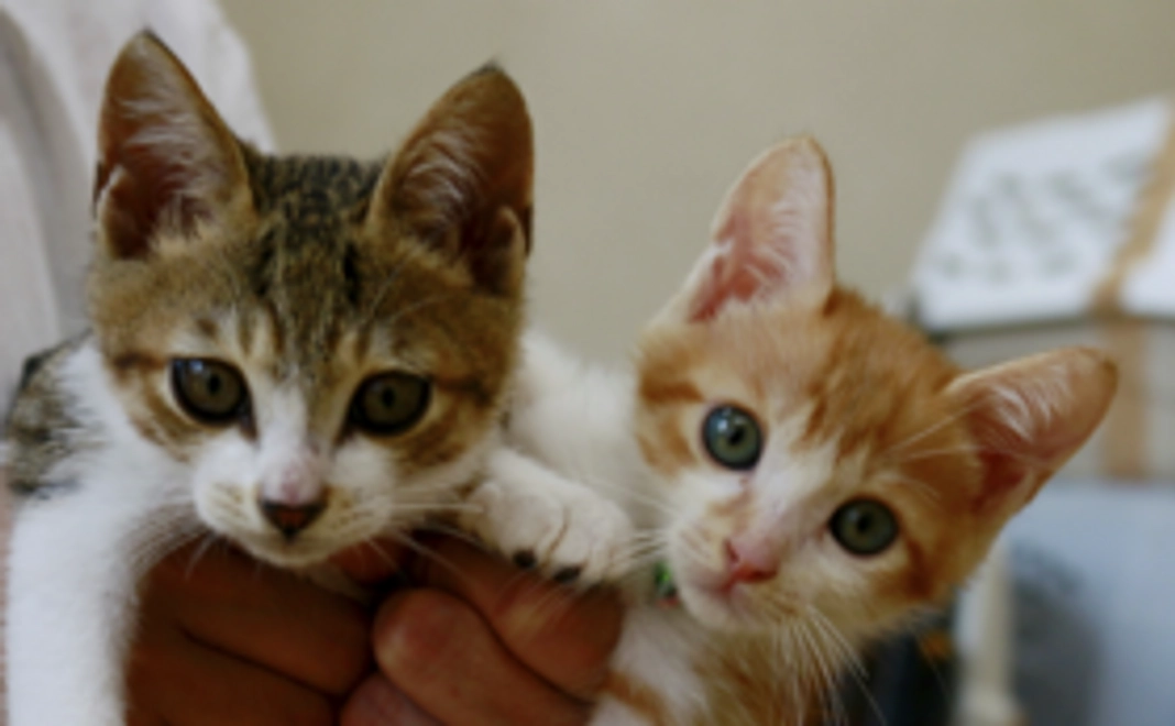 【リターン不要な方向け】応援コース:1万円