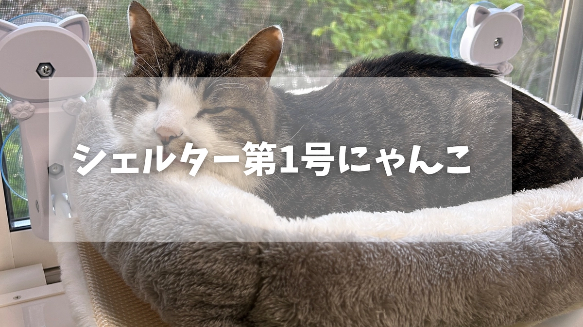 シェルター第一号「れん」毎日のびのび過ごしてます！