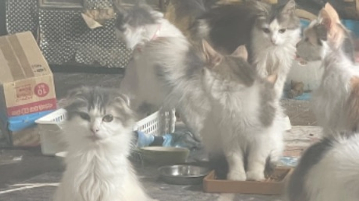 プロジェクトと一緒に成長した子猫たち譲渡会へ