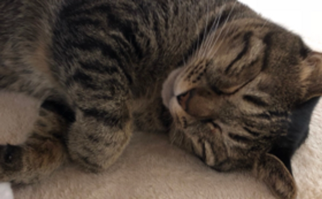 お礼のメール、とら吉のツイッター紹介