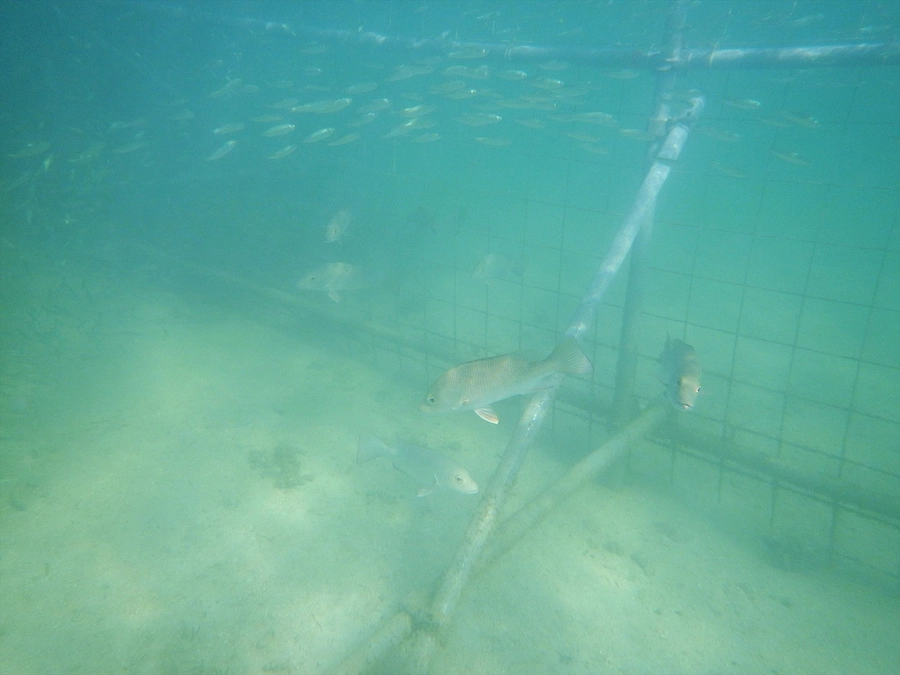 満潮の柵の中では…