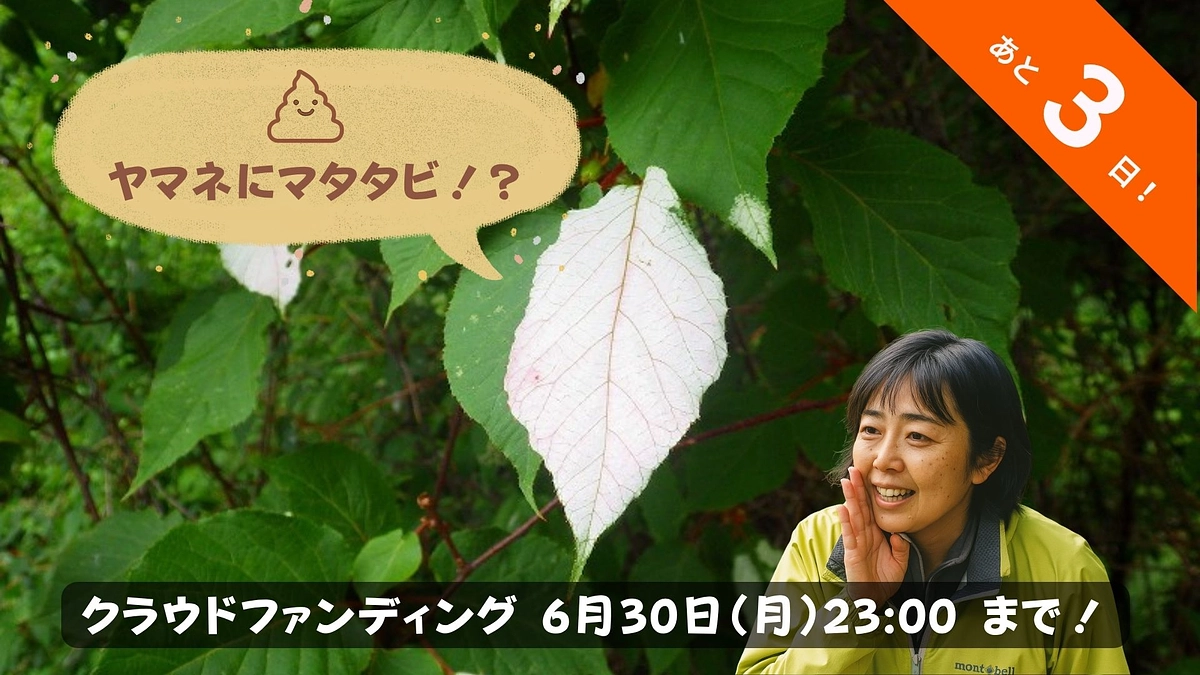 🐾いきものフィールド日記 #11『ヤマネのうんちからマタタビのDNA！？』
