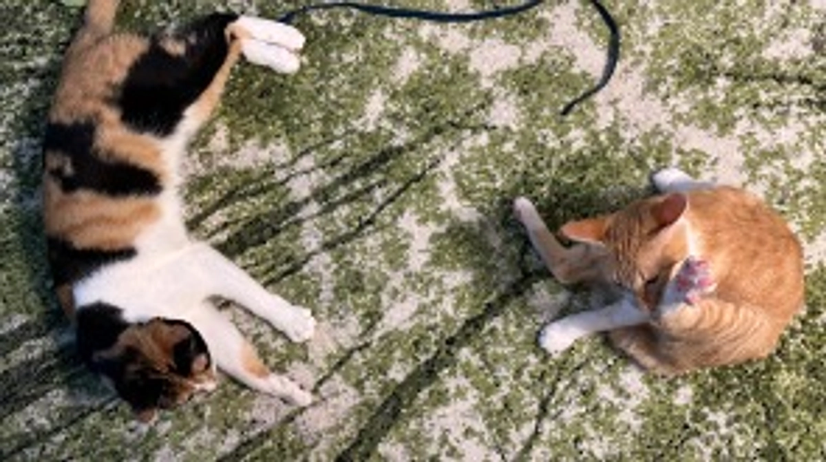 投薬60日目（プロジェクト開始20日目）