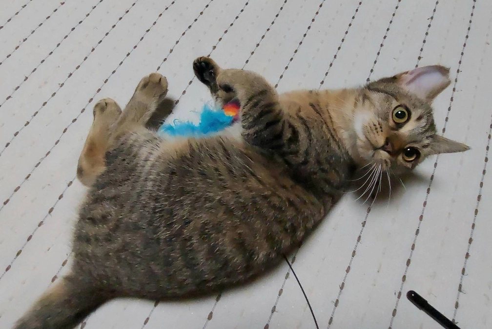 わにゃんこ愛媛メンバーの応援メッセージリレー2人目