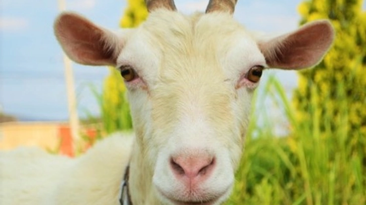 ヤギの生乳を販売しアレルギーの心配のないお子さまに!