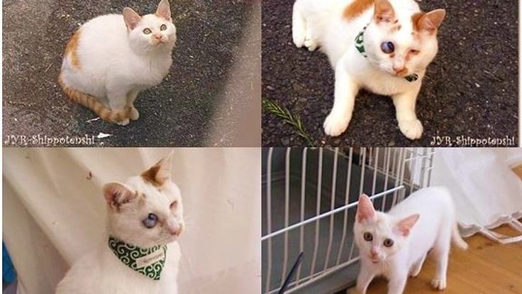 大阪北部の野良猫のために猫舎「しっぽ天使のおうち」を建てたい