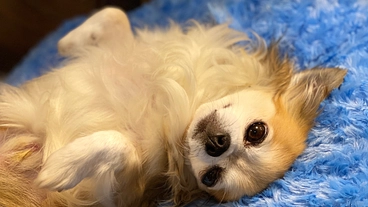 心臓病【僧帽弁閉鎖不全症】で苦しんでいるチェロを手術で助けたい！ のトップ画像