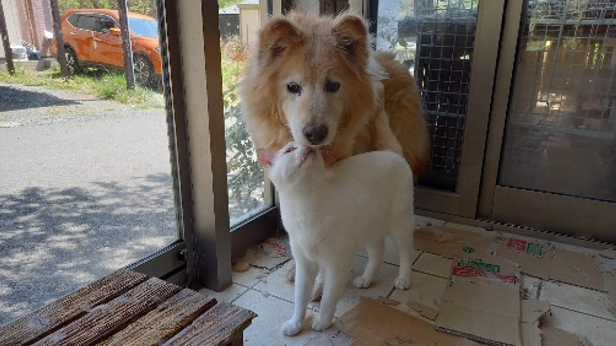 ウチのワンコたち