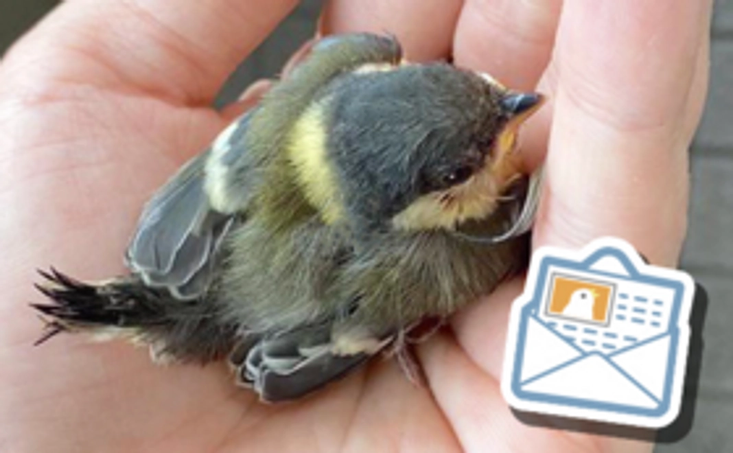 3千円┃リターンなし・フォト付きお礼メールコース