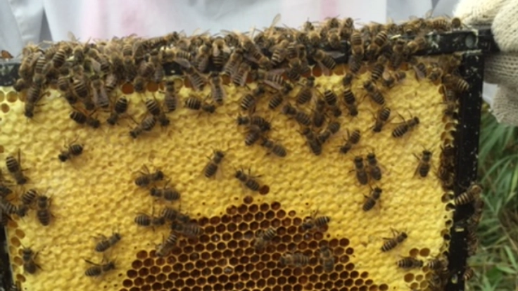日本蜜蜂を通じて自然環境保護、心・暮らし・地域を豊かにしたい