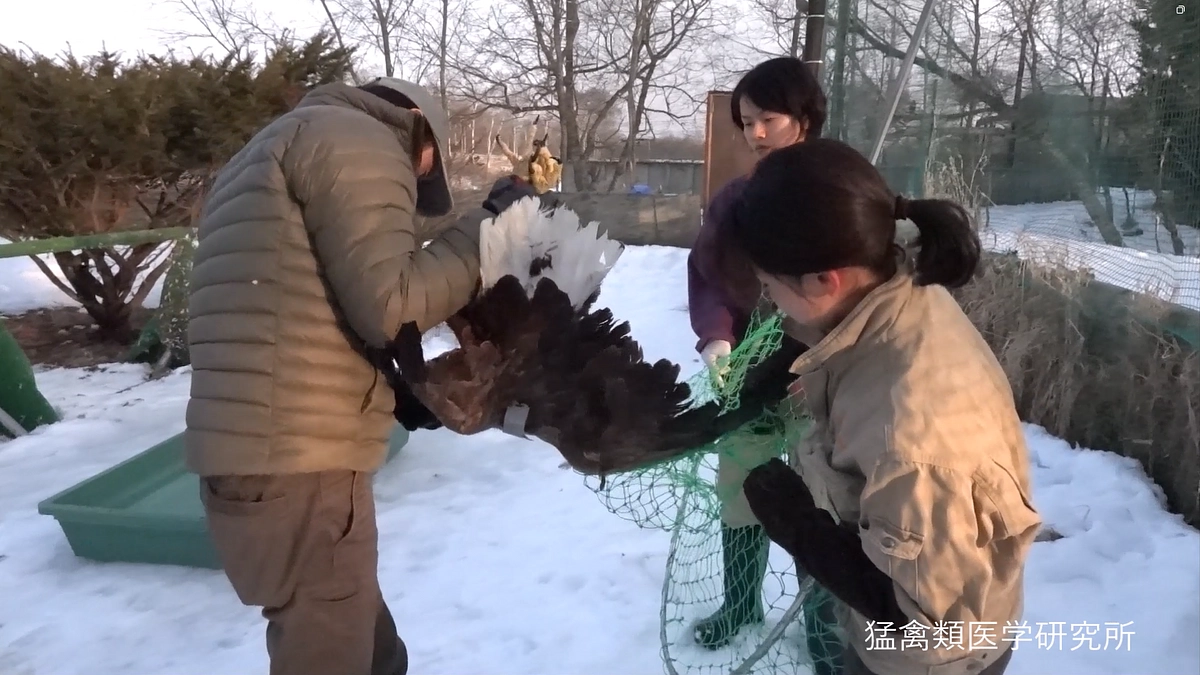 明日の放鳥に向け、高病原性鳥インフルエンザから回復したオジロワシの捕獲作業