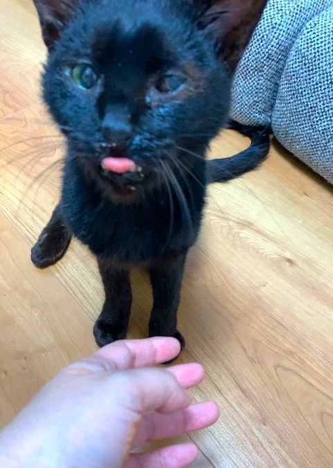 野良猫セトのStory１．雪のちらつく路傍にうずくまって　　