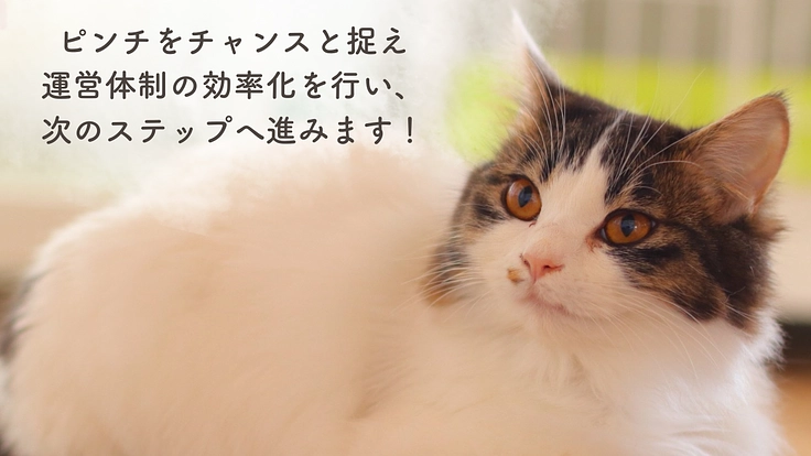 もりねこRe:スタート! 保護ねこ活動の継続と新たなチャレンジへ 5枚目